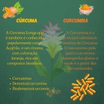 Kampo de Ervas, Curcumina e Cúrcuma Pura Orgânica 90cps de 600mg Kampo Ervas - Imagem 7