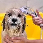 Ducha Ionizada, Chuveiro, Ducha Para Lavatório, Pedras Minerais, Salão de Beleza, Alta Pressão, Filtragem Iônica, Cromoterapia, Purificadora, Portatil, Grande - Imagem 9