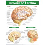 Anatomia do cérebro