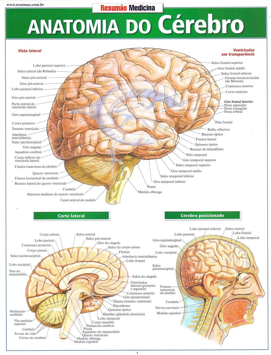 Anatomia-do-cerebro.jpg Anatomia do cérebro