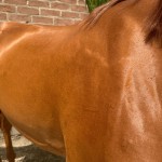Máscara Matizadora Tons Ruivos e Acobreados Cavalo 1 L - Imagem 2